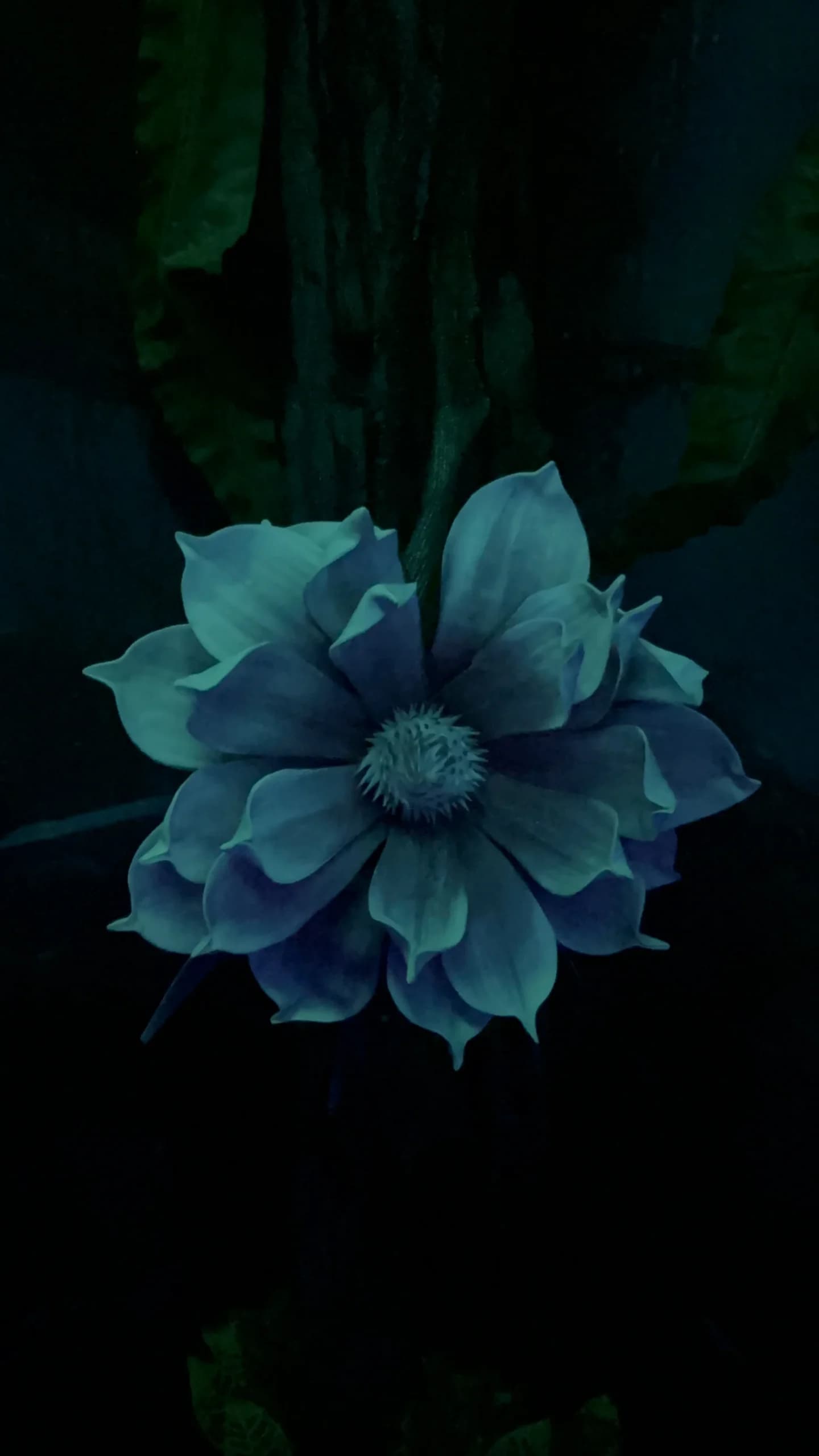 Eufora Gallery Image